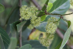 Smilax perfoliata